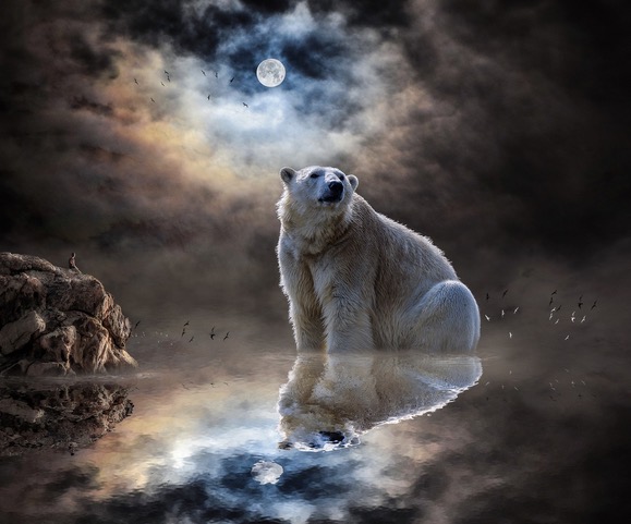 Bear Moon Dreaming