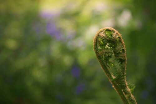 Wild Edges - Hybrid Wild Therapy Online Introduction