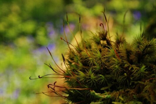 Wild Edges - FULL Hybrid Wild Therapy Training